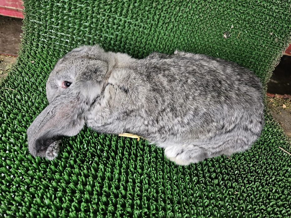 Berbec german / Urias de Transilvania