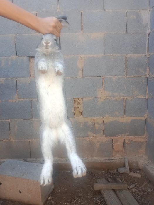 Қояан сатыладыы.