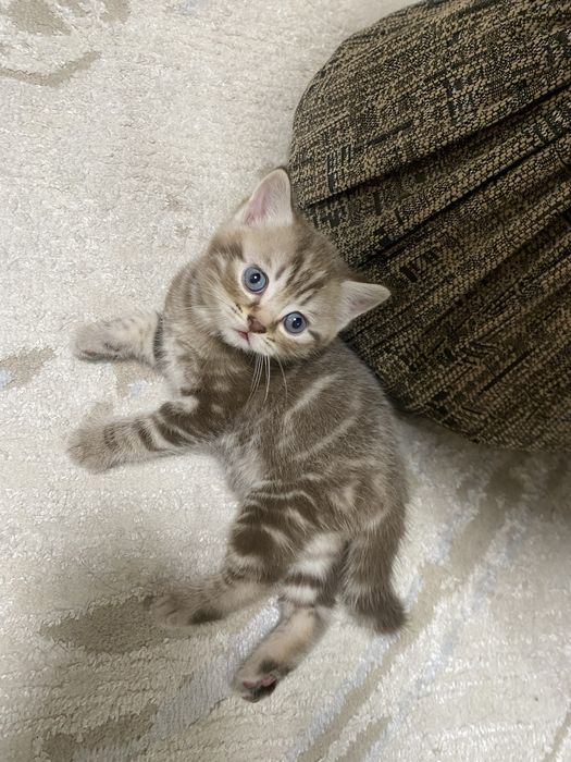 Продам породистых котят