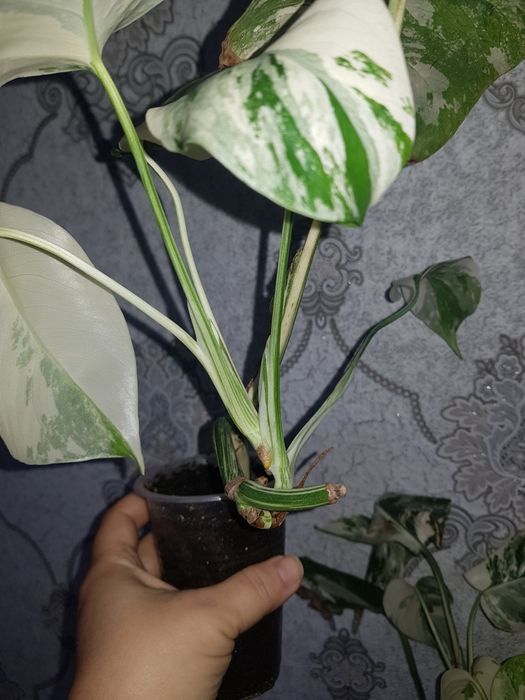 Продам Монстера Альба