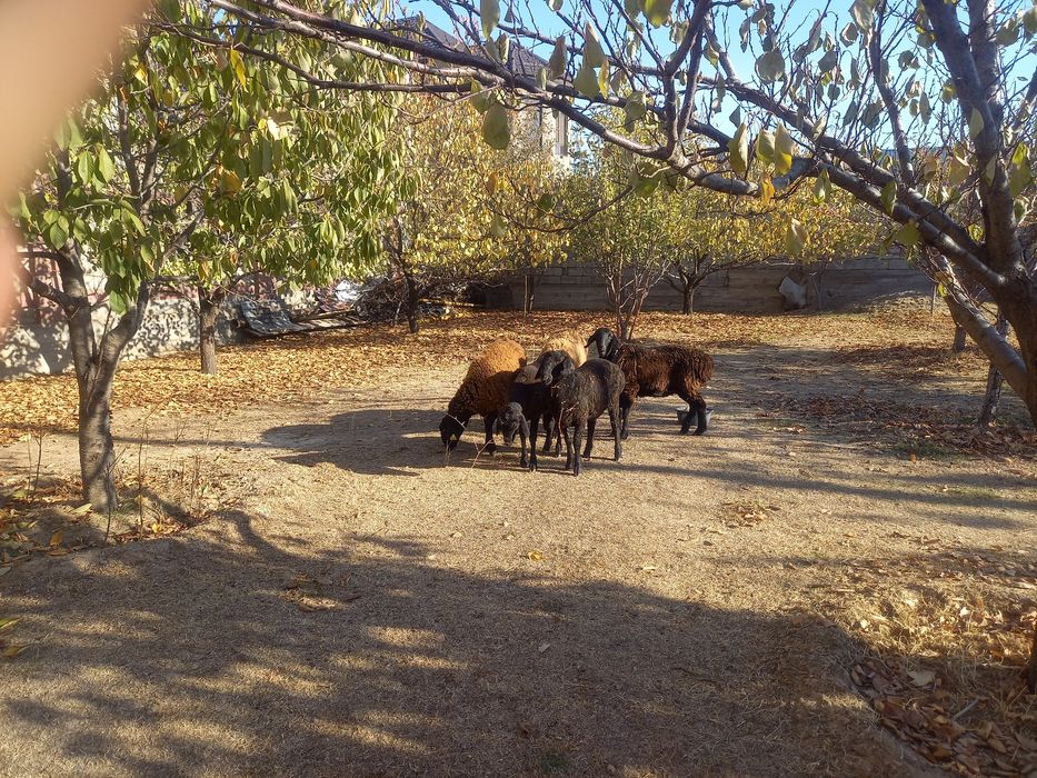 Қой, тоқтылар сатылады