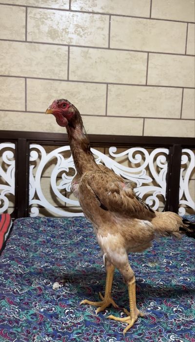 Дакан тулячка мекен