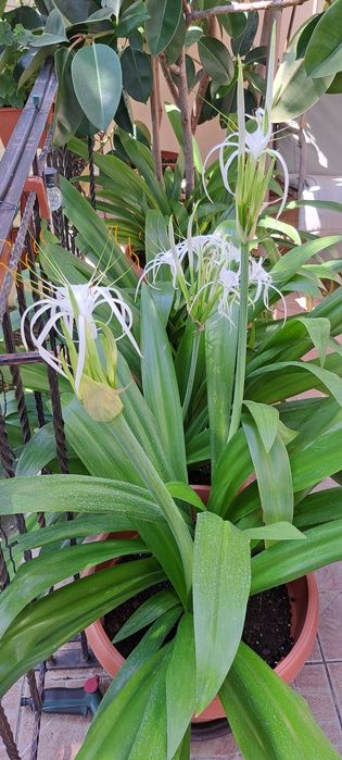 Crin peruvian/ crin paianjen/ Hymenocallis