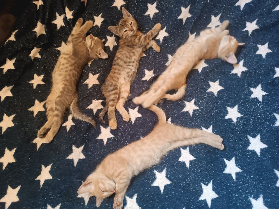 Отдам котят в хорошие руки