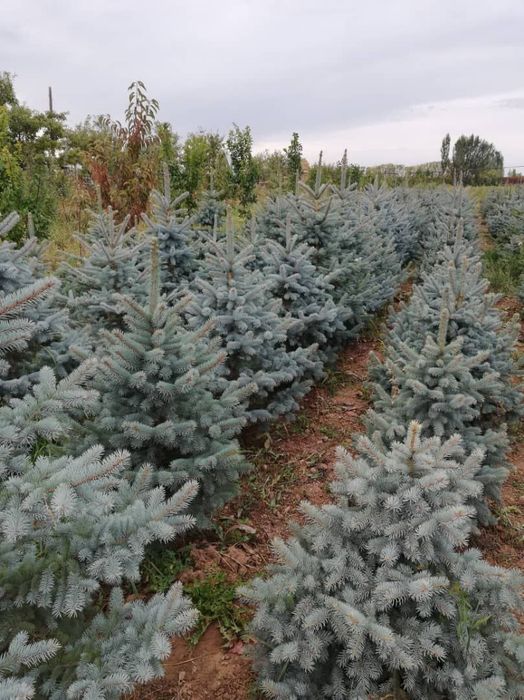 Декаративний арчалар