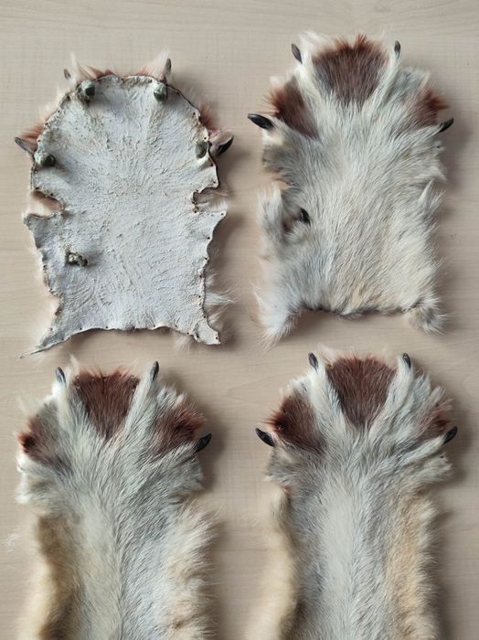 Волк, лапа волка