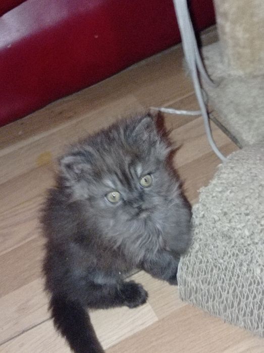 Мъжко персийско коте продавам