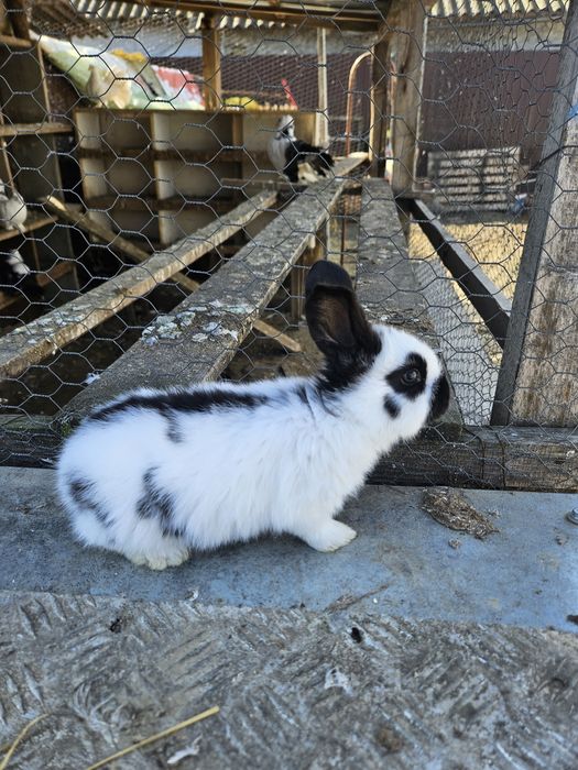 Vând iepuri fluture german