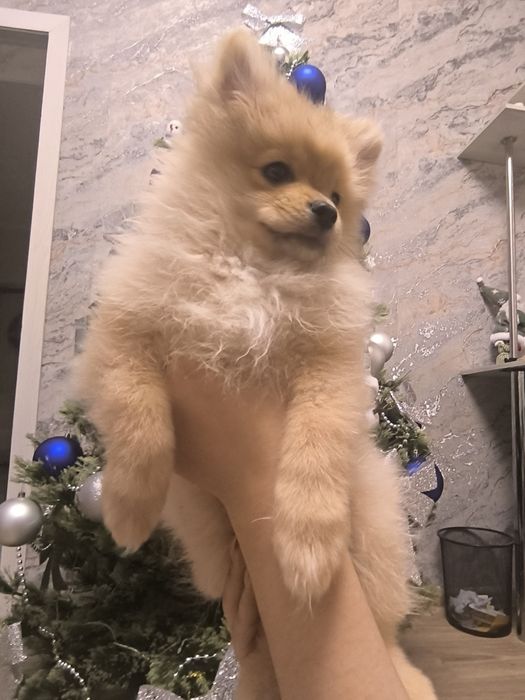 Готовы к продаже щенки померанского шпица