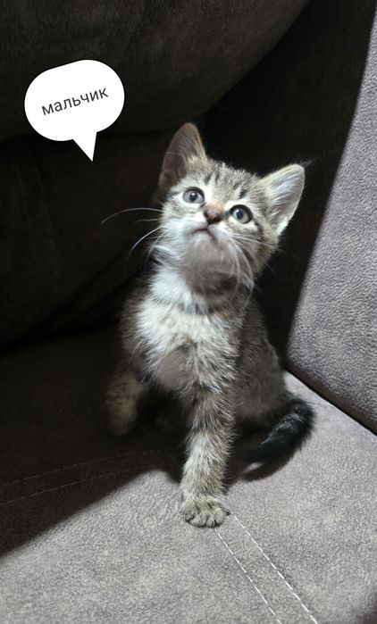 Котята шотландцы.