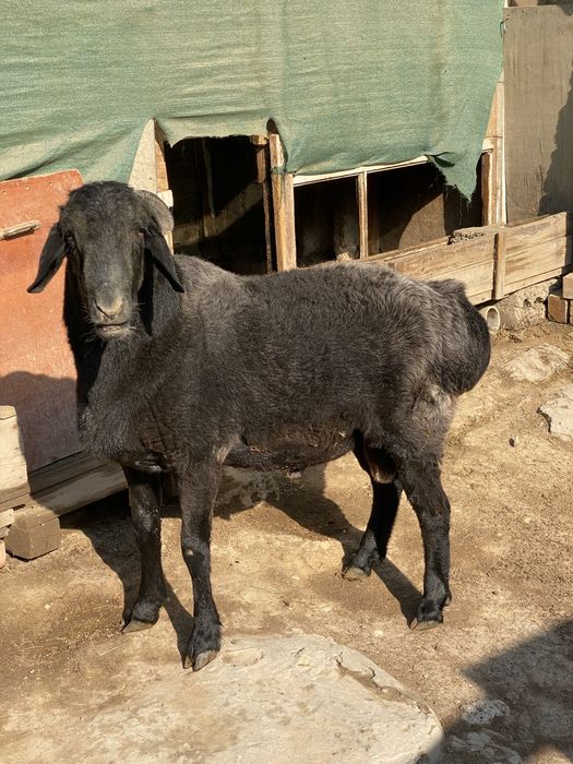 Qoy sotiladi