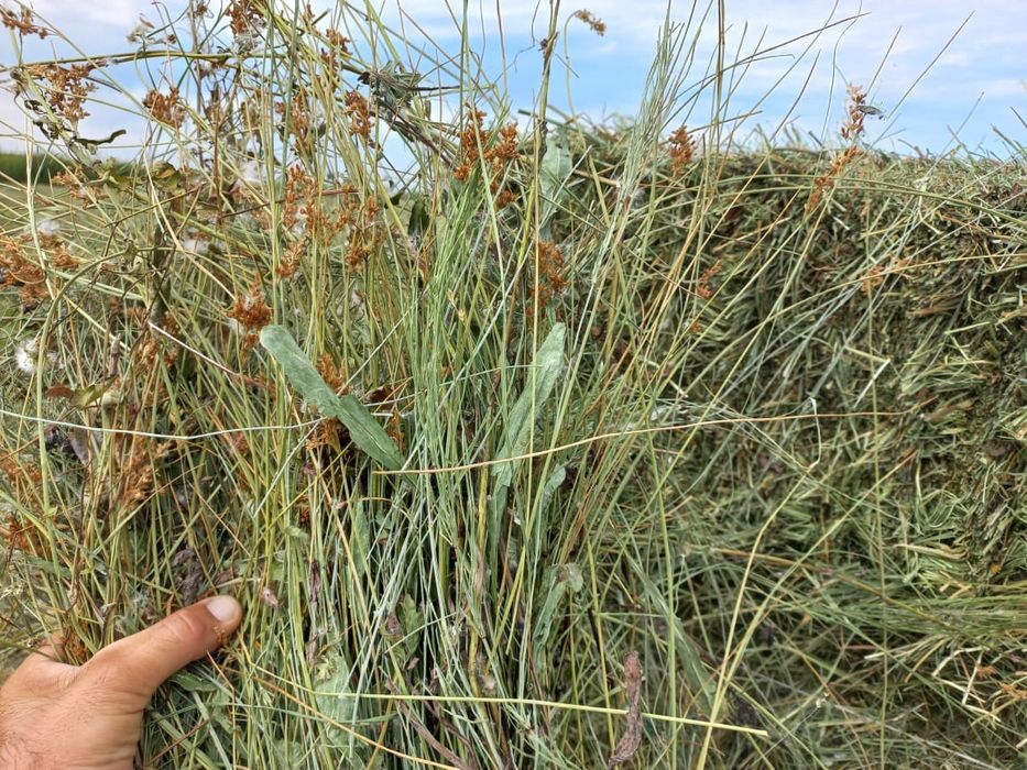 Сено люцерна с доставкой