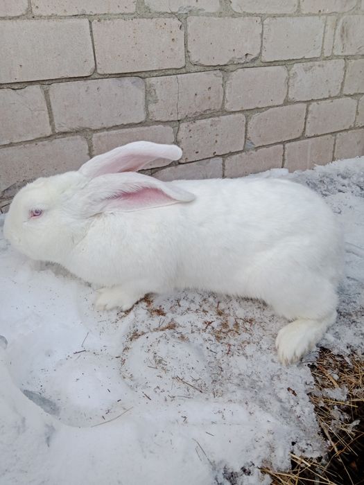 Кролики на развод