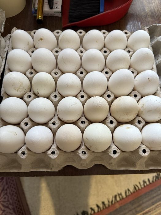 Предлагам за консумация и за предстоящи празници