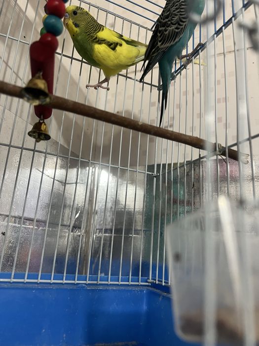 Продам попугай в месте клеткой