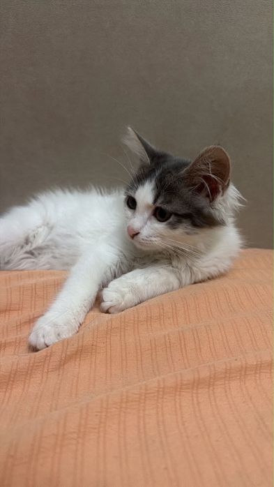 Котенок хороший