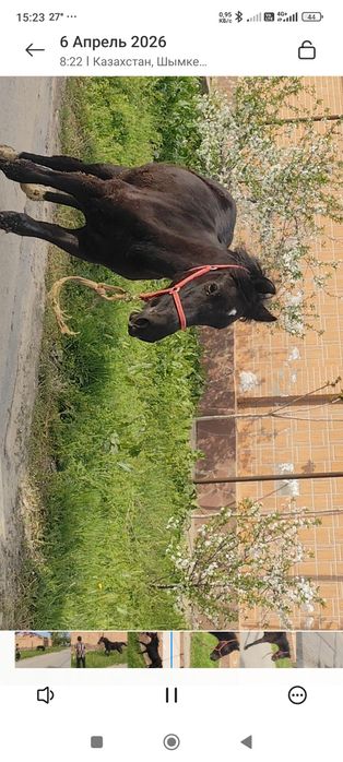 Жабағы, Тай, тайлар, Ат, Жылқы