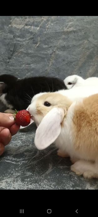 Дикаративные кролики