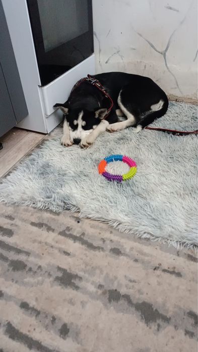 щенок хаски 6 месяцев привитая, пастор имеется