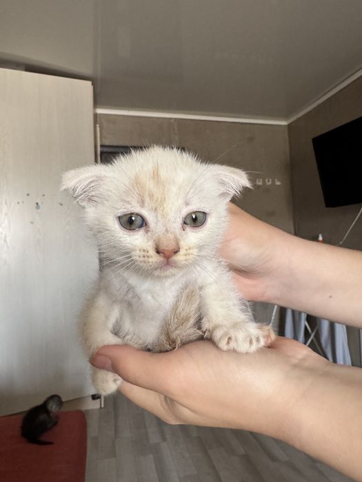 Пррдаются котятя