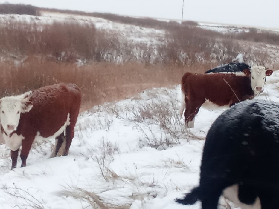 Жас Сиырлар сатам