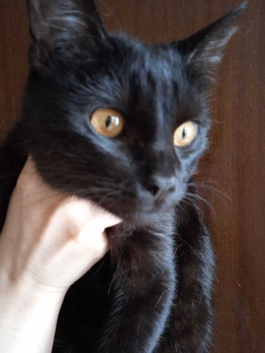 Кошка -Чернышка, 6 месяцев.