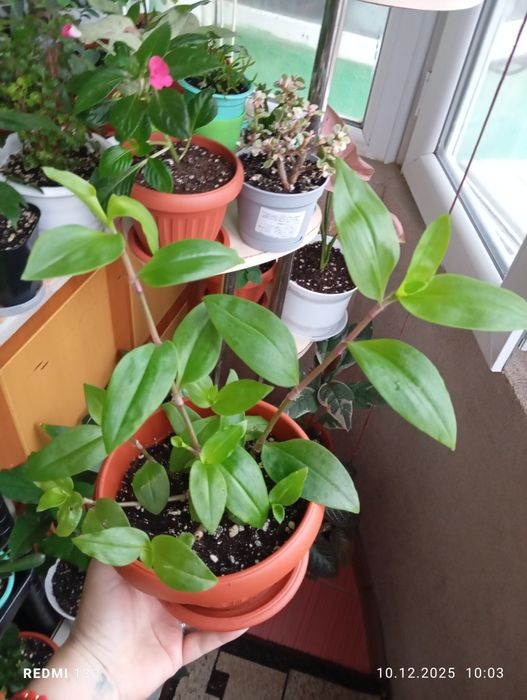 Продам цветы комнатные