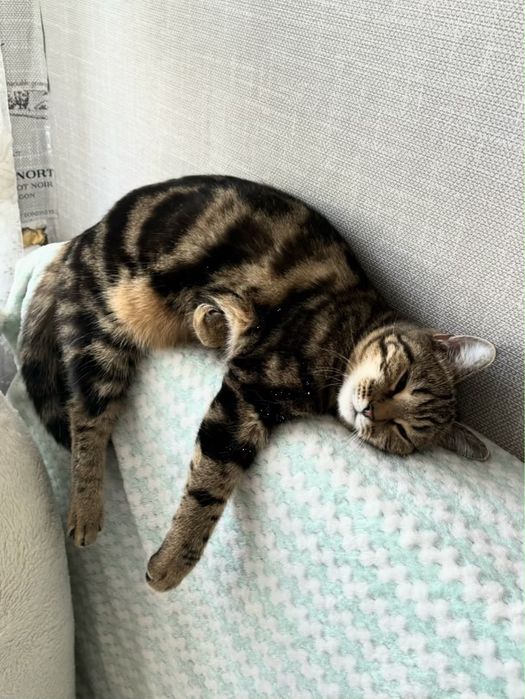 Ищю новый дом своей любимой кошечке