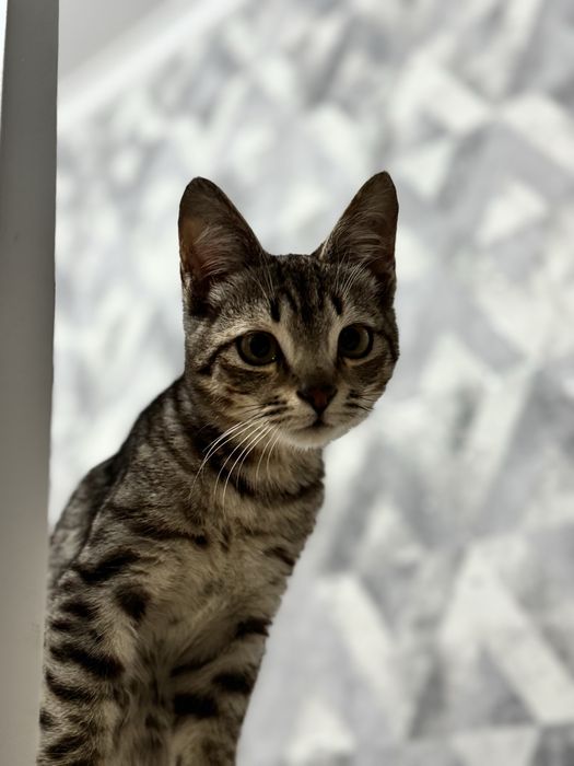Котенка в добрые руки