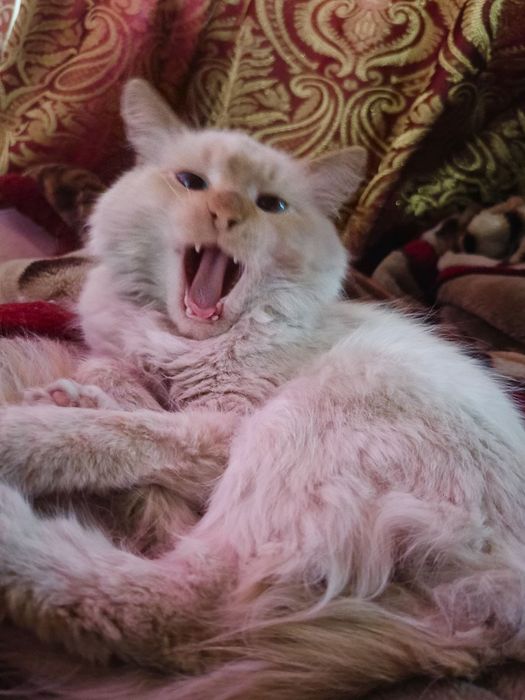 Кот мальчик полтора года