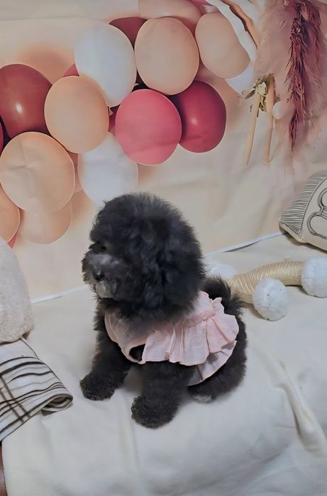 Сребърен женски пудел той с родословие 5 поколения назад