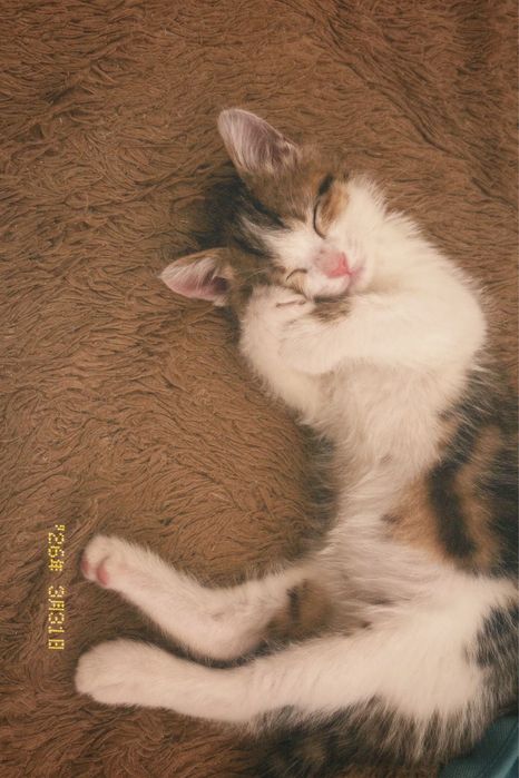 Милый котёнок продаётся