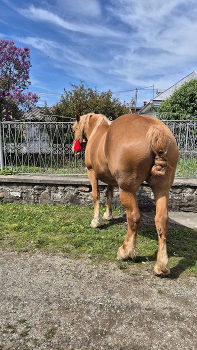 Vand iapă detalii la numărul de telefon