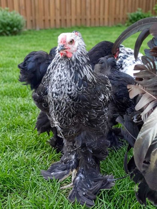 Продам молодых петушков. Брама