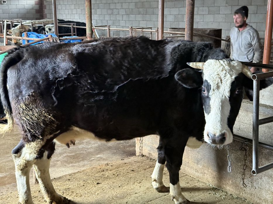 Корова стельная через дней 15-20 оттелиться