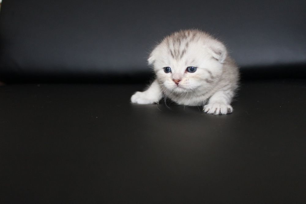 Животные, веслоухие