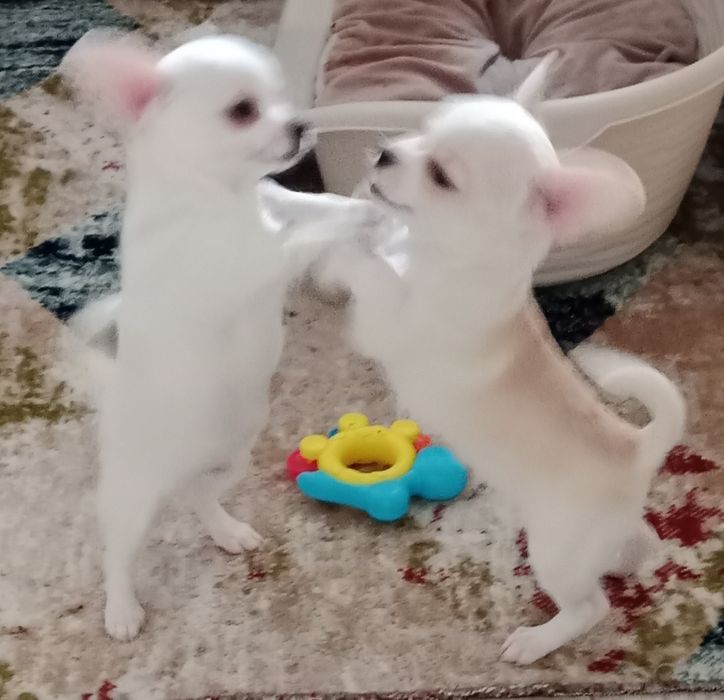 Щенки Чихуахуа 2 месяца.