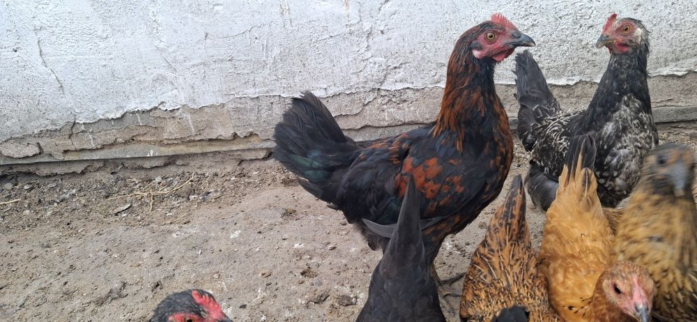 Продам моладых петухов