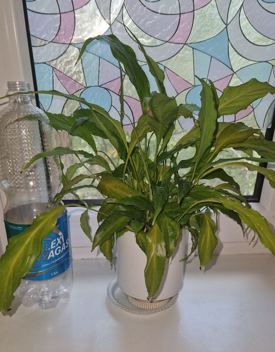 Цветы по 900 за горшок