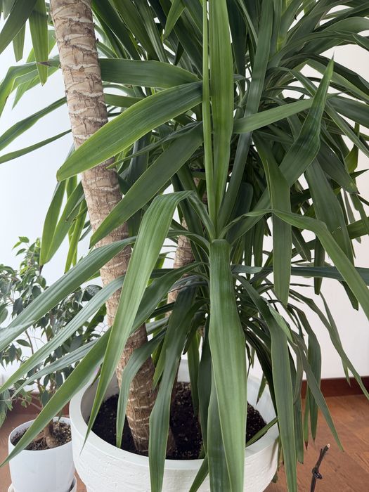 Растение Юкка 3 ствола