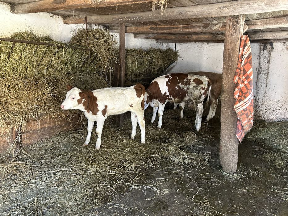 Vand un tauras si doua vitele