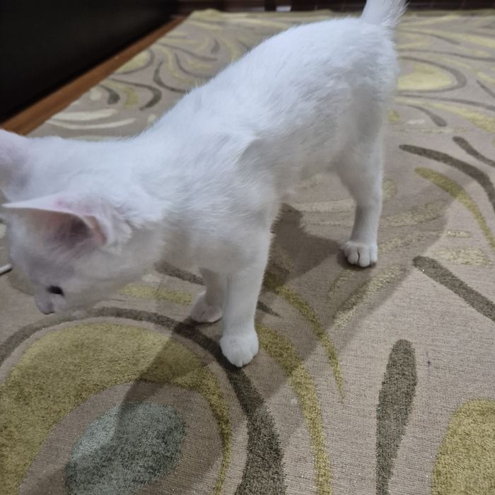 Белый кошка хороший руку