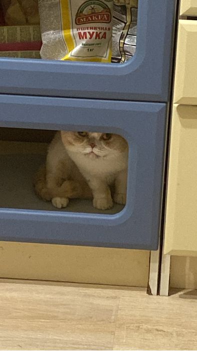 Отдам британского кота