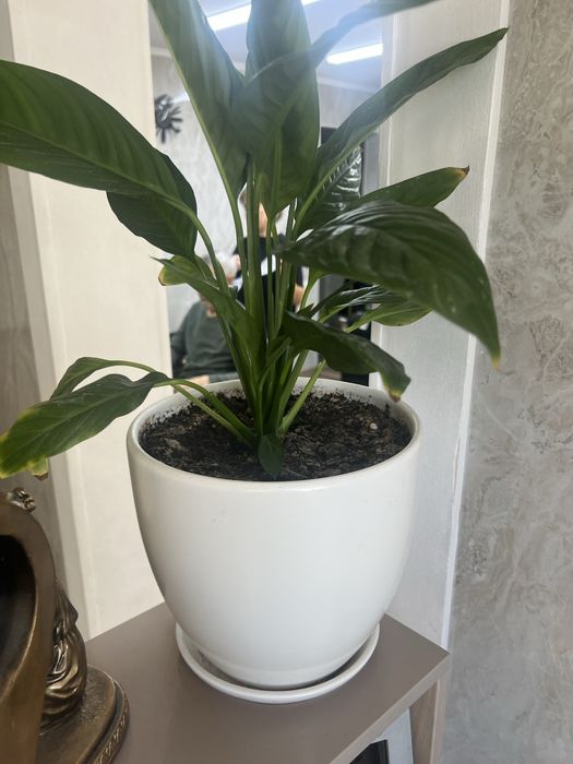 Продам комнатные цветы