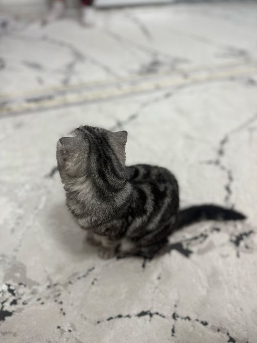 Шотланский кошка