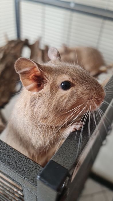 Veverițe Degu tinere