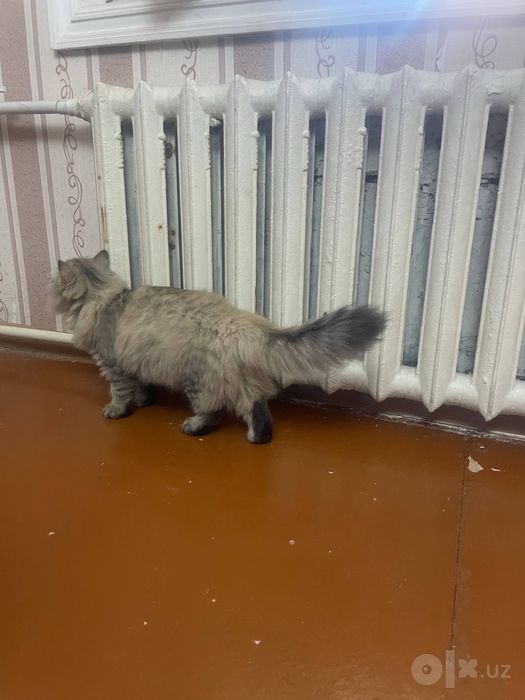 Кошки Scottish strayt