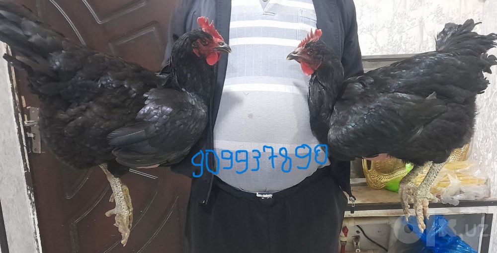 Қора шахзода товуқ ва хўроз
