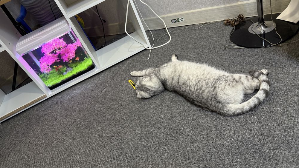 Отдам кошку в добрые руки