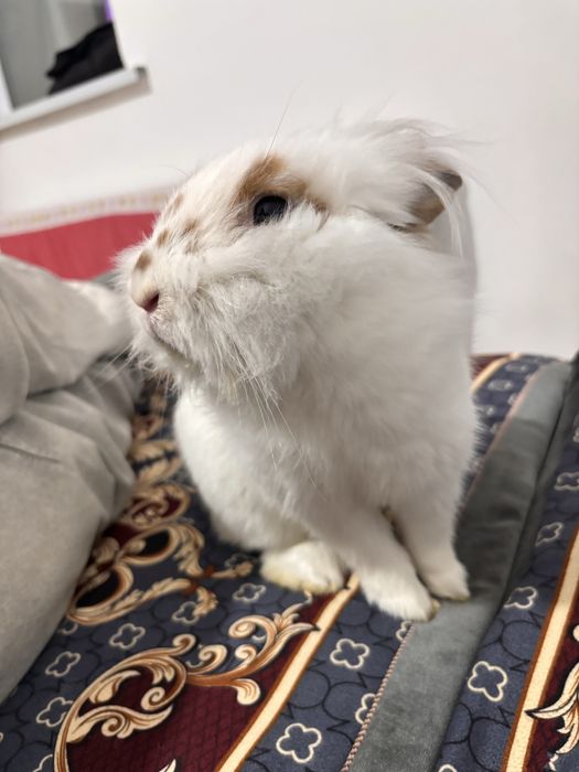 Кролик с едой с клеткой и тд